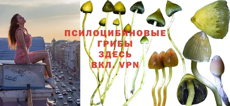 Псилоцибиновые грибы Psilocybe  Новоалтайск 